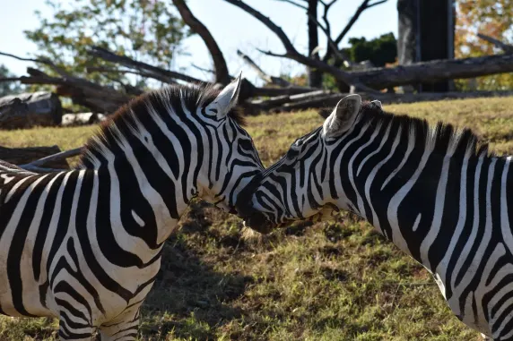 Καζίνο Σλοτς Καφέ Υποστηριξη
